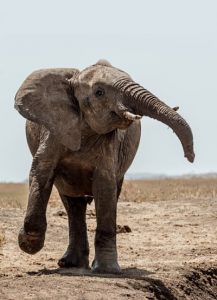 dancing with addiction elephant